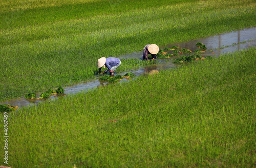 Photo: Paddy field and wet rice planting in Vietnam Paddy field and wet rice planting in Vietnam
