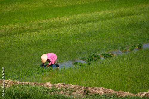 Photo: Worker planting rice on a wet paddy field in Vietnam Worker planting rice on a wet paddy field in Vietnam