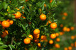 Photo: Tangerines growing on the bush in the fruit orchard Tangerines growing on the bush in the fruit orchard