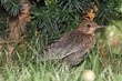 Blackbird (Turdus merula) in the grass. A young female.