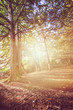 forest light