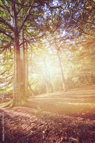 Photo: forest light forest light