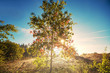 Autumn tree