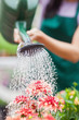 Woman watering flowers