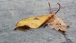 foliage,wet leaves,breath of winter,