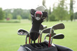 sacca da golf