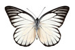 Photo : Butterfly species Prioneris philonome Butterfly species Prioneris philonome