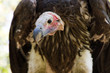 Lappet-faced vulture or Nubian vulture (Torgos tracheliotos)
