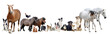 group of animals