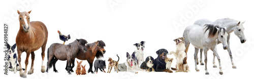 Photo: group of animals group of animals