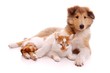 Foto: Hund und Katze liegend Hund und Katze liegend