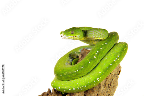 Photo: Schlange, Baumpython Schlange, Baumpython