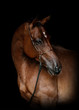 horse on black