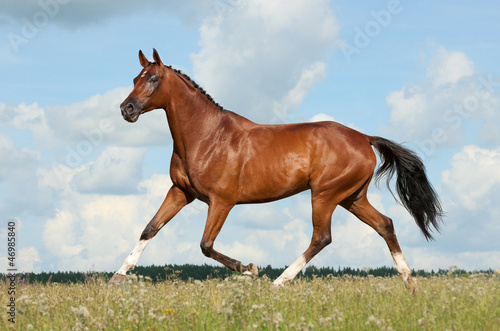 Photo: horse runs horse runs