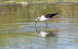 Échasse blanche (Himantopus himantopus)