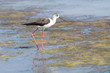 Échasse blanche (Himantopus himantopus)