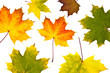Bunte Herbstblätter