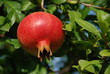 Granatapfel  Heraldik Apfel Grenadine funica granatum
