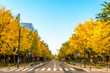 Ginkgo trees at early-morning in Yokohama, Japan.