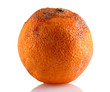 Rotten orange isolated on white