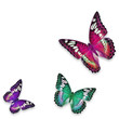 colorful butterfly