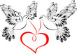Two flying dove with heart shaped