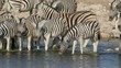 Plains Zebras drinking water, Etosha National Park