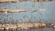 Red-billed Queleas drinking water, Etosha National Park