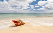 coquillage sur plage
