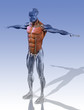 Muskel Anatomie Rumpf