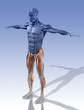 Muskel Anatomie Beine