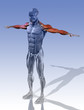 Muskel Anatomie Arme