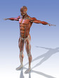 Muskeln Anatomie