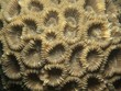 Coral - Favia sp.