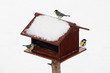 Bird feeder with tit birds during winter