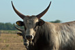 toro di razza maremmana