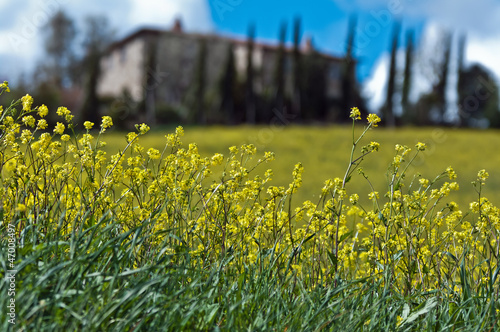 Photo: Primavera in Toscana Primavera in Toscana