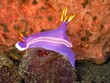 nudibranco