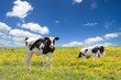Calves grazing on yellow field