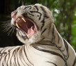 Photo: the white tiger growls the white tiger growls