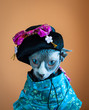 Geisha Cat