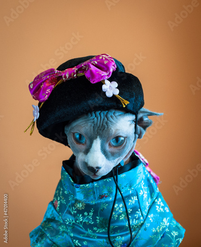 Photo: Geisha Cat Geisha Cat