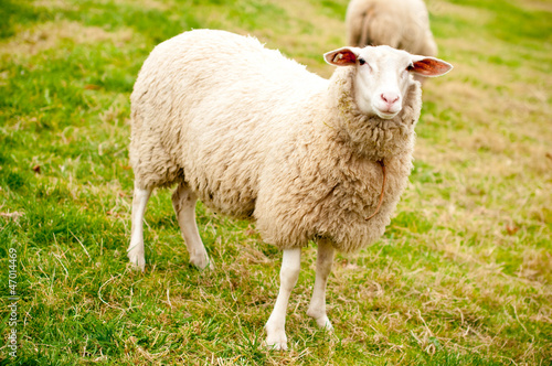 Photo: Schaf auf der Wiese Schaf auf der Wiese
