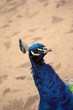 Peacock close up