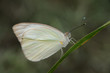 Foto: Farfalla - (Ascia monuste) Farfalla - (Ascia monuste)