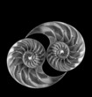 Nautilus shells back to back, isolated