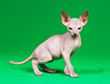 Foto: Don sphynx kitten Don sphynx kitten