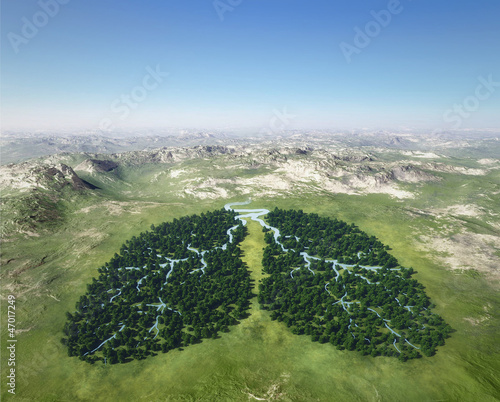 Photo: lungs of the planet lungs of the planet