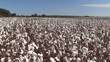 Cotton Field Pan