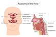 Nose anatomy, eps8